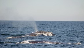 baleines-noires-charlotte-horvath
