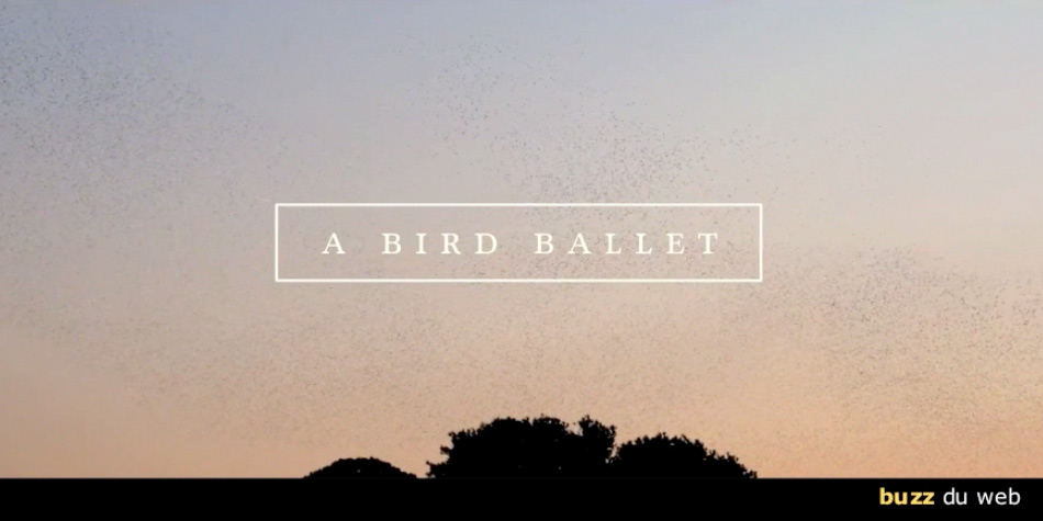 14/11/2013 : Buzz du web – A Bird Ballet
