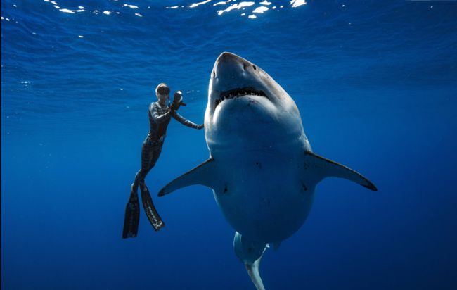 Des plongeurs nagent avec une femelle requin blanc au large d’Hawaii