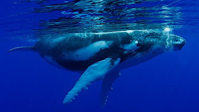 Des chercheurs à l’écoute des baleines