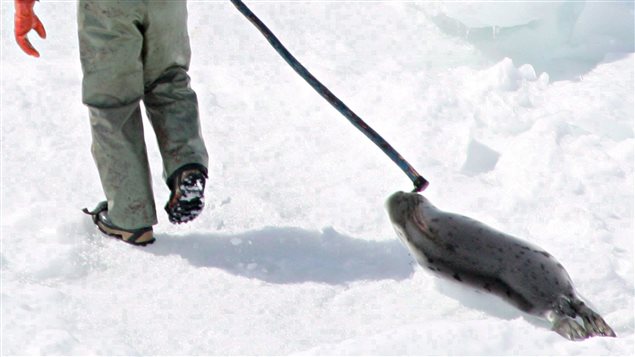 Les chasseurs de phoques demandent à Ottawa de changer sa gestion de la chasse