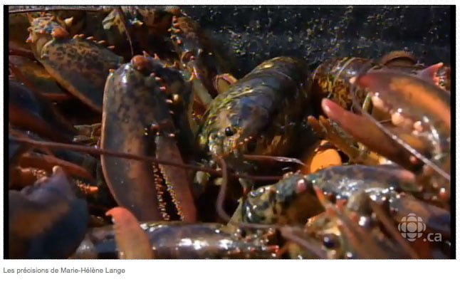 Prix du homard : des experts présentent leurs recommandations