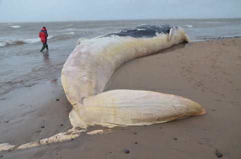 Un rorqual commun échoué aux Îles de la Madeleine
