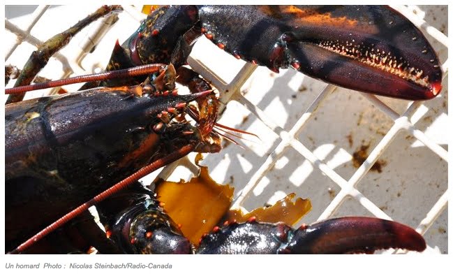 Une maladie de la carapace du homard surveillée par des chercheurs