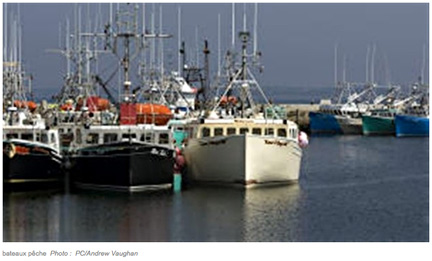 Pêche à la morue : la reprise se fait toujours attendre dans le golfe