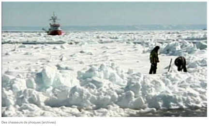 Chasse aux phoques : un juge américain égratigne la Sea Shepherd Society