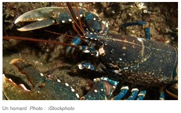 Les pêcheurs de homard veulent plus de temps pour s’adapter