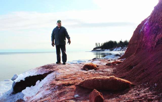 Enquête sur de nombreux phoques morts à l’Île-du-Prince-Édouard