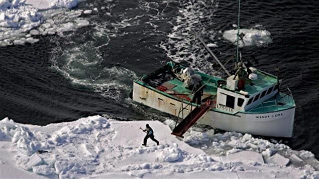 Les chasseurs de phoques obtiennent leur quota