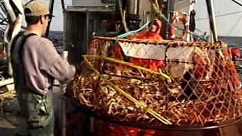 La perspective d’une hausse du quota de crabe réjouit les pêcheurs
