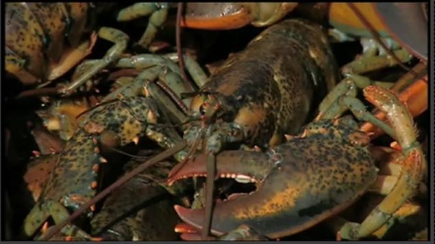 Les pêcheurs de homard refusent de financer la promotion