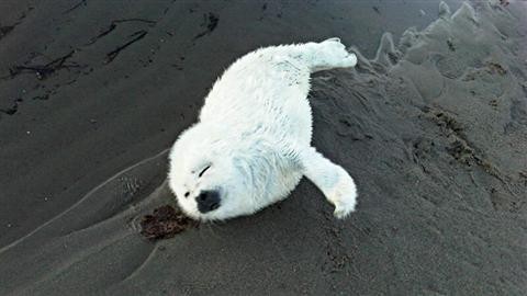 Faute de glace, les bébés phoques meurent par milliers