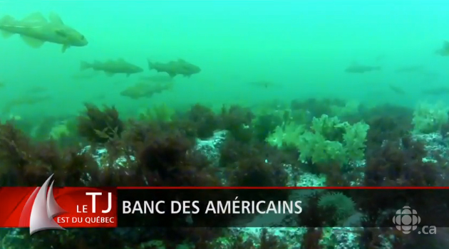 Projet d’aire marine protégée dans le secteur du banc des Américains