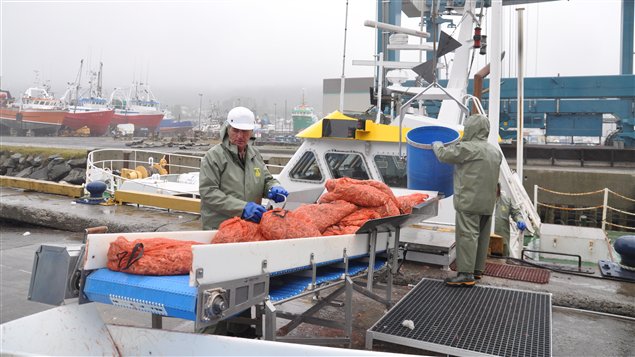 Crevettes nordiques : bonnes perspectives pour 2014