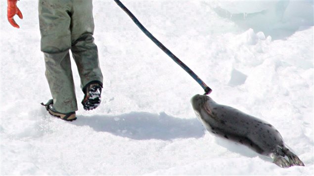 Chasse aux phoques : trop de glaces pour les Madelinots
