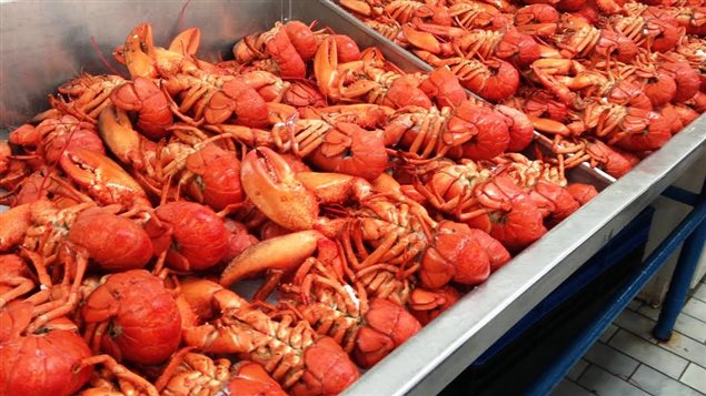 Homard des Îles : une récolte au-delà des attentes