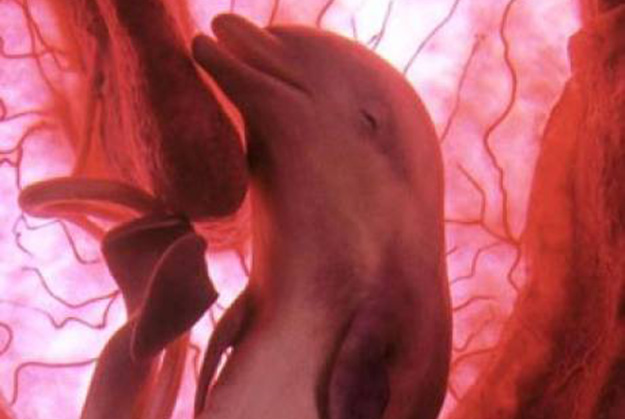 Inusité : D’extraordinaires images de bébés animaux observés dans le ventre de leur mère