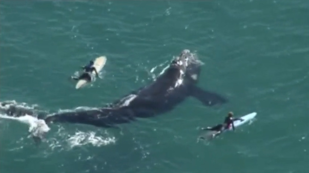 Des surfeurs approchés par une baleine curieuse en Australie