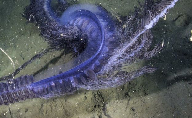 Un étonnant organisme marin filmé dans les profondeurs