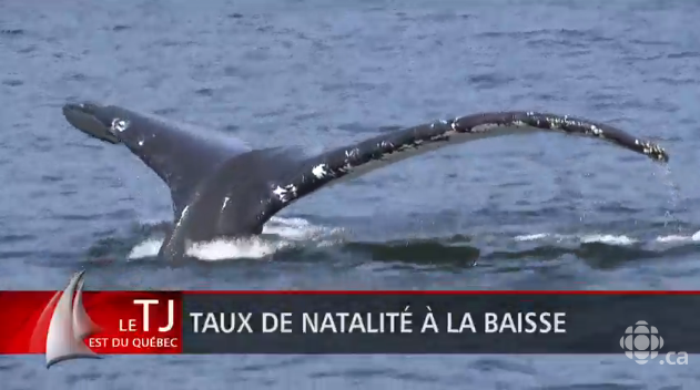 Les grandes baleines bleues se reproduisent moins, révèle une nouvelle étude