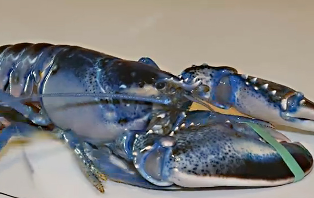 Maine : Un homard au-delà du réel