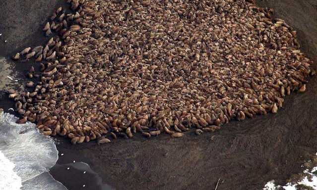Alaska : Plus de 30 000 morses s’entassent sur une plage faute à la disparition de la banquise