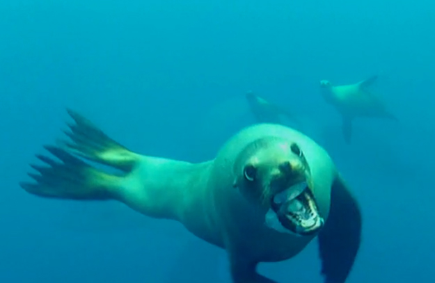 Inusité : Un plongeur se fait attaquer par un lion de mer en Californie