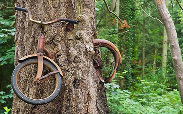 Lorsque la nature reprend le dessus sur la civilisation