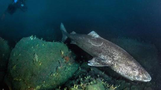 Découverte : Rencontre exceptionnelle avec le requin du Groenland