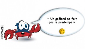 goeland