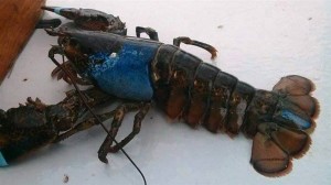 150515_ma30q_homard-gaspesien-bleu_sn635