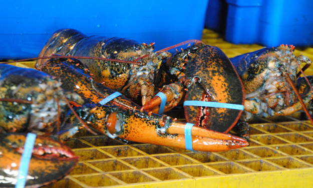Le homard des Îles: les identifiants, une idée novatrice à la croisée des chemins