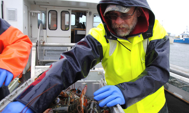Le homard des Îles: la pêche, le quotidien pour bien des Madelinots