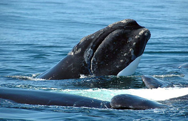 BALEINE NOIRE : Deux nouvelles carcasses repérées dans le golfe du Saint-Laurent