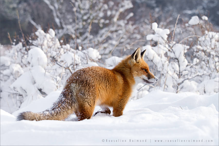 wildlifefoxes4-900x600