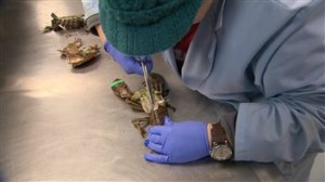 151116_vz1kg_crabe-vert-homard_6