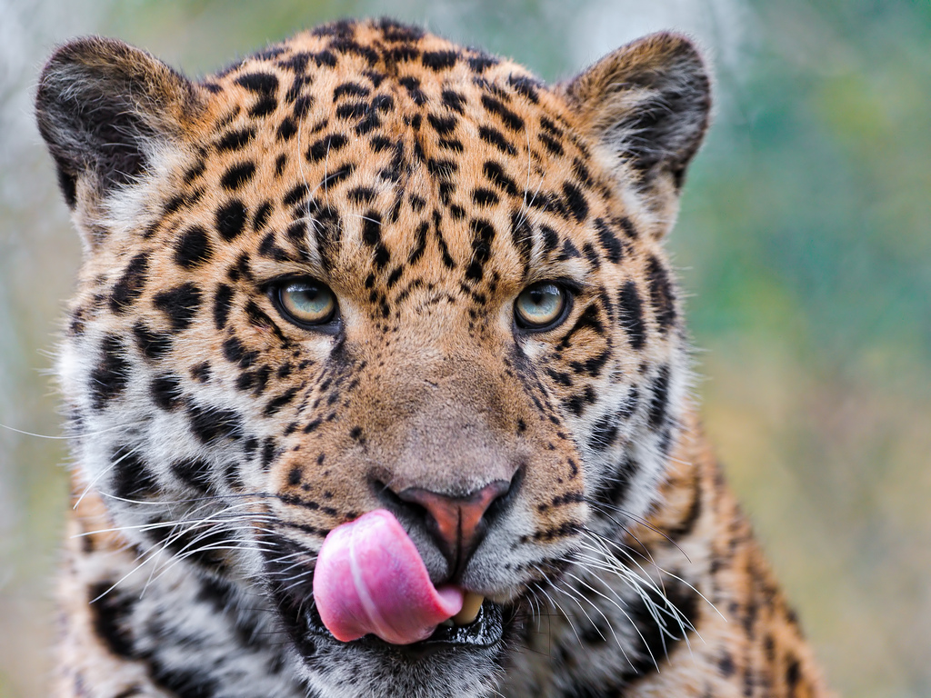 Incroyable découverte : les jaguars raffolent du yogourt