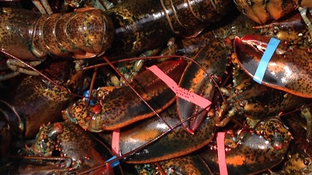 150520_pq6d8_homards-iles-madeleine_sn635