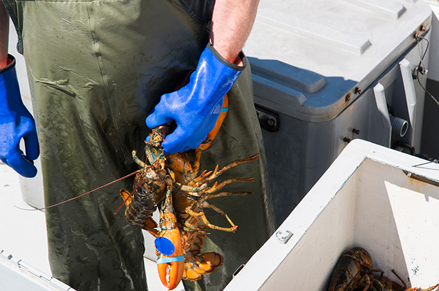 Homard
