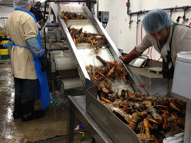 homards-traitement