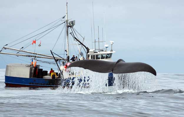 Golfe de l’Alaska : Quand les cachalots dérobent les prises des pêcheurs