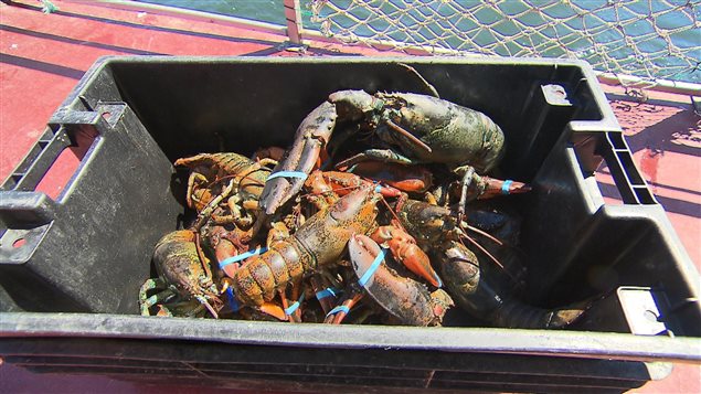 150618_7p28s_peche-homard_sn635