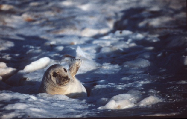 Des phoques sur la glace, un problème?