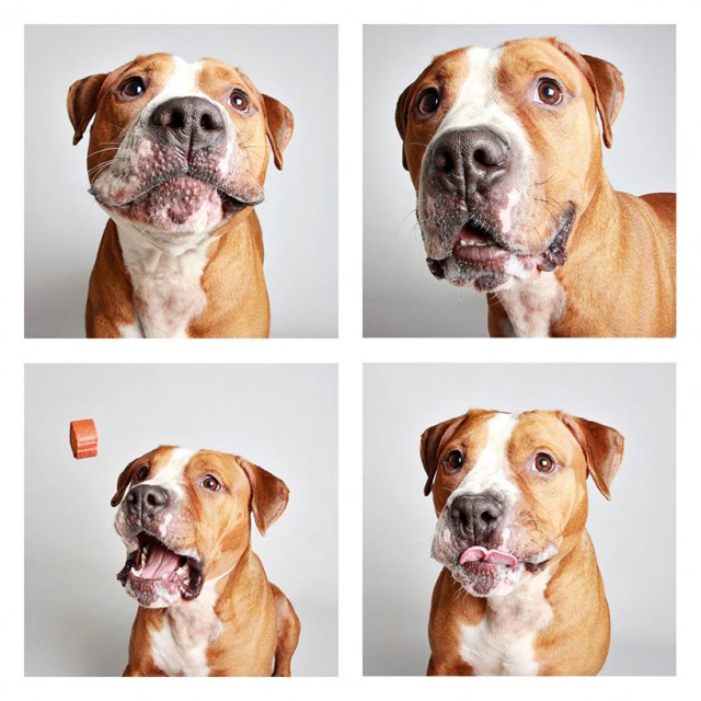 The-Dogs-Photo-Booth_8-640x640