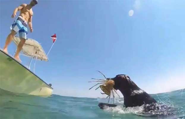buzz du web: Un chien entraîné à pêcher la langouste!