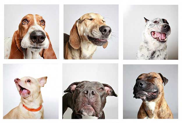 Des chiens prennent la pose pour une séance photo