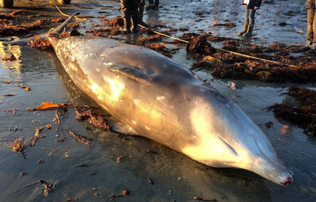 Une rarissime baleine trouvée morte en Nouvelle-Écosse