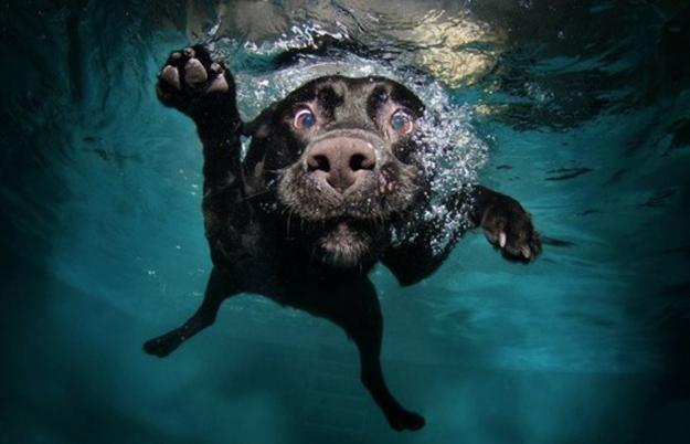 Photographies de chiens en plongée