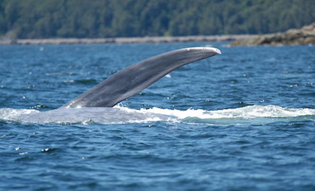 À quoi servent les nageoires des baleines ?