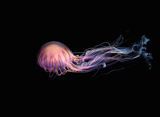jellyfish-0-900x656